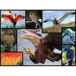 Dark Slate Gray WWF086 1000pcs Birds Puzzle – Colorful Feathers and Calm Vibes Nairobi Toys House K Limited 81D-N9WeSuL._AC_SX569.jpg Games and Puzzles