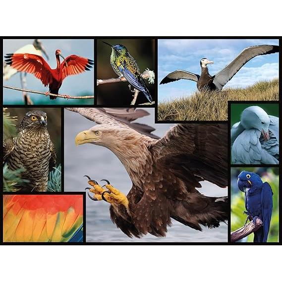 Dark Slate Gray WWF086 1000pcs Birds Puzzle – Colorful Feathers and Calm Vibes Nairobi Toys House K Limited 81D-N9WeSuL._AC_SX569.jpg Games and Puzzles