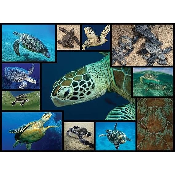 Dark Slate Gray WWF082 1000pcs Marine Turtles Puzzle – Dive into Tranquil Scenes Nairobi Toys House K Limited 916YrD-iZOL._AC_SX569.jpg Games and Puzzles